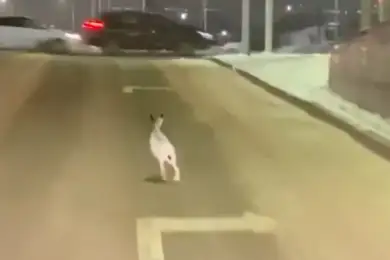 Нур-Султан прирастает зайцами: видео с ушастым на улице снял известный блогер