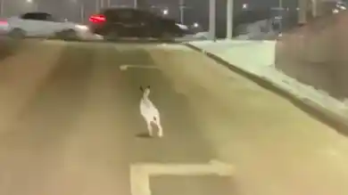 Нур-Султан прирастает зайцами: видео с ушастым на улице снял известный блогер