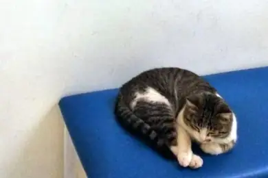 Кот чувствует себя хозяином в роддоме Актау — видео