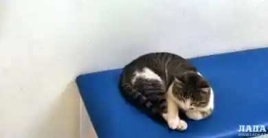 Кот в роддоме Актау