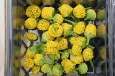 Съедобные электрические цветы выращивают в Турции