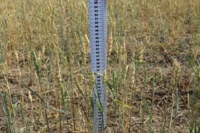 Урожайность зерновых в Казахстане на треть ниже прошлогодней — Минсельхоз