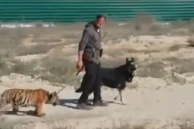 Тигренок прогулялся по набережной Актау. Видео