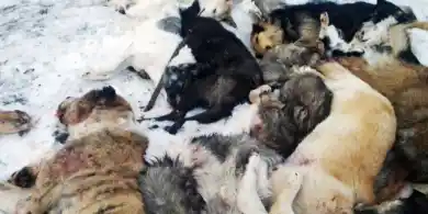 fondationbrigittebardot.fr