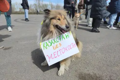 Казахстанцы отказываются от мяса. Художественно