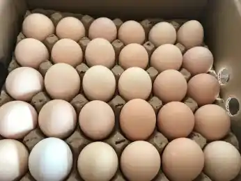 иллюстративное фото