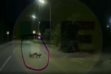 Кошки перевели раненую собаку через дорогу — видео