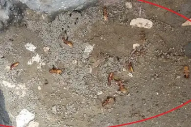 Жители Актау напуганы нашествием термитов