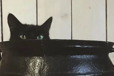 Организаторы «Черной кассы» могут получить 10 лет тюрьмы