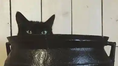 иллюстративное фото