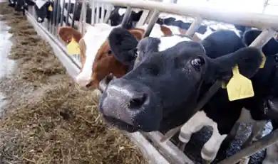 иллюстративное фото