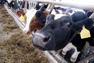 Скандальная мера: мясная математика от Геннадия Зенченко