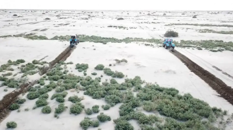 Посадка саксаула в Казахстане, дно Аральского моря