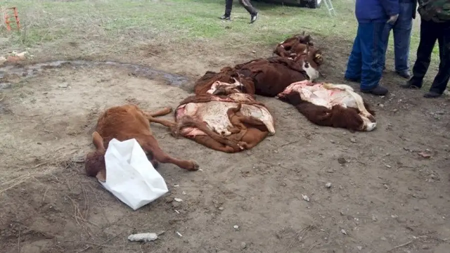 Эпидемия среди скота в Казахстане привела к массовому падежу. У коров и телят деформируются рога и копыта 