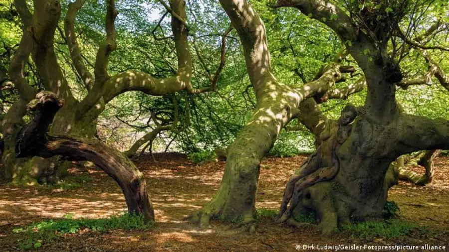 Спрятанные лесные женщины. Найди, если сможешь! Видео, фото