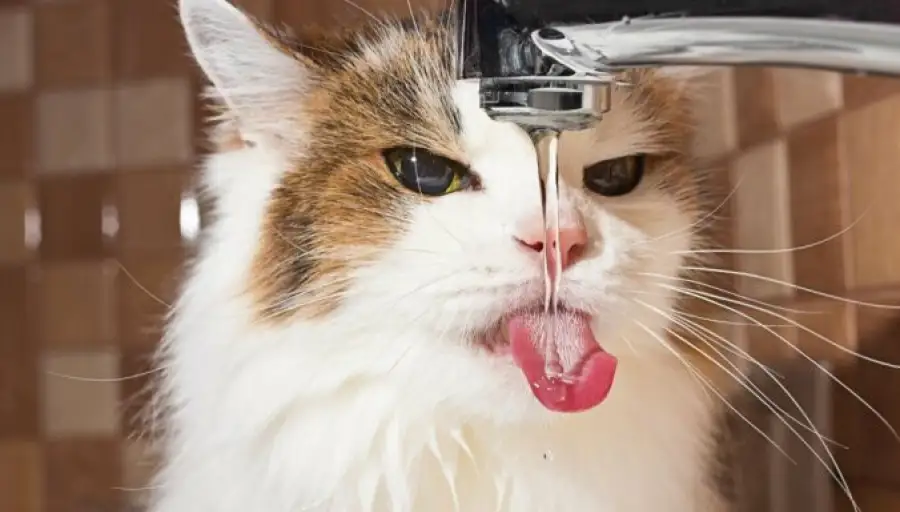 иллюстративное фото