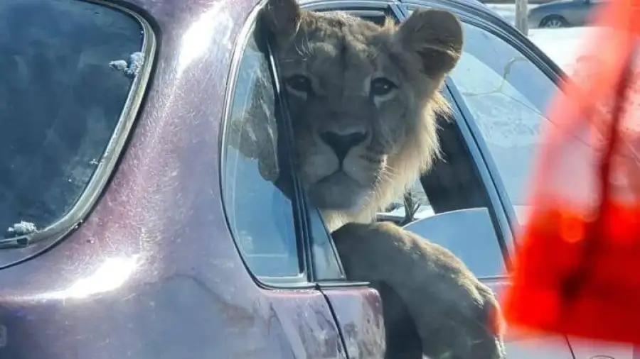 Лев, который живет в Караганде. Автопрогулку с животным прокомментировали в Минэкологии