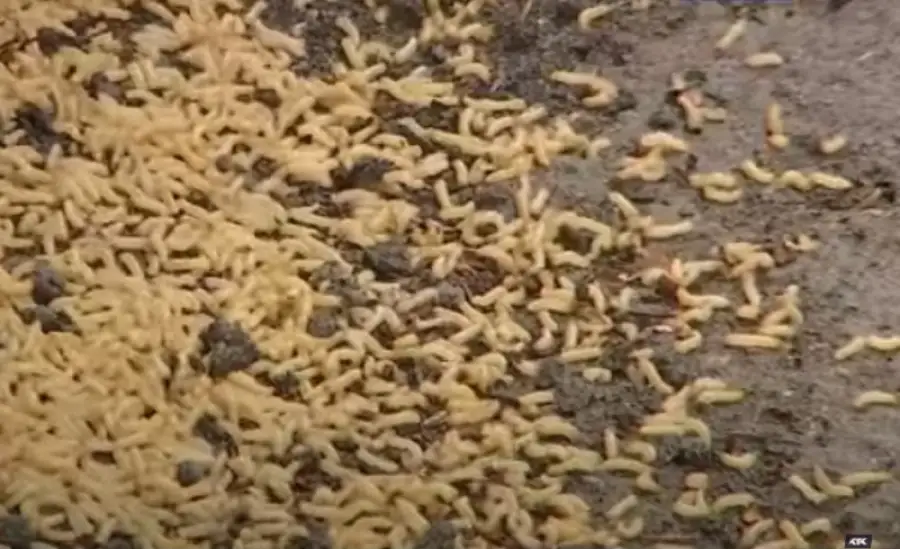 кадр из видео