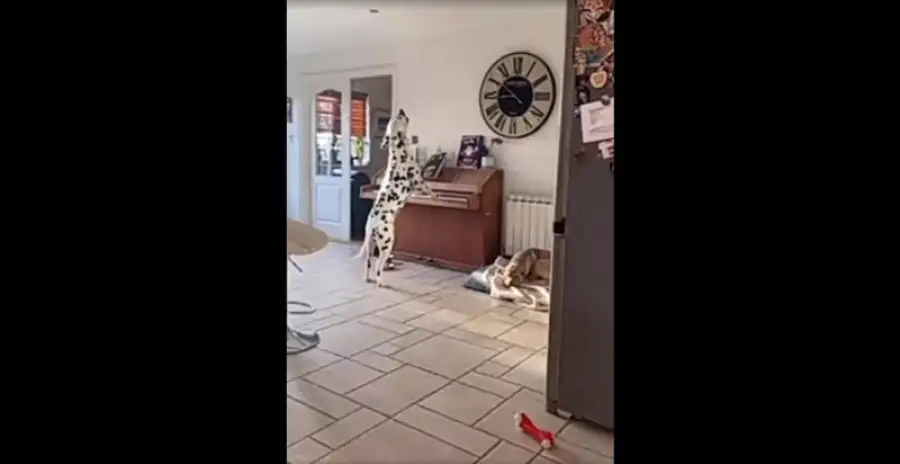 кадр из видео