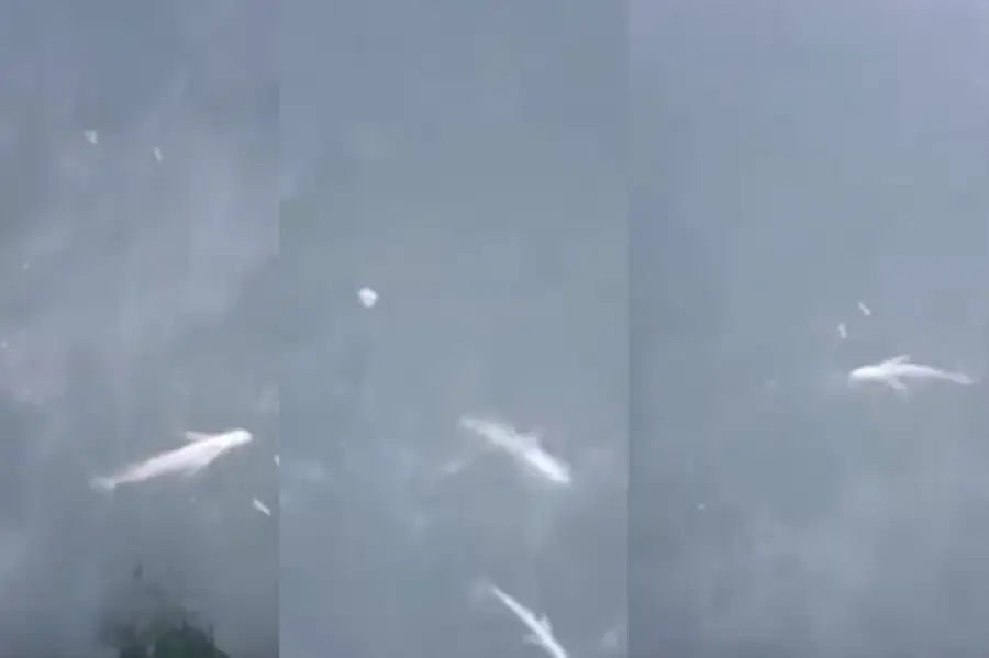 кадры из видео