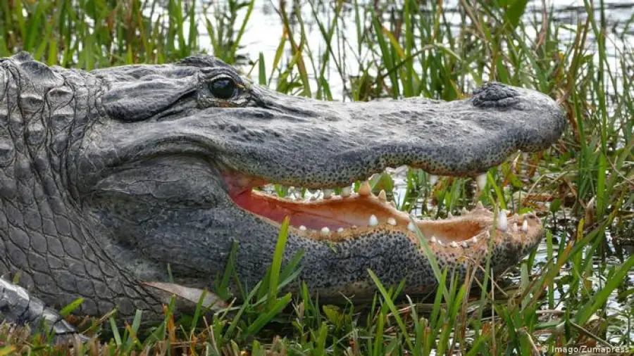 иллюстративное