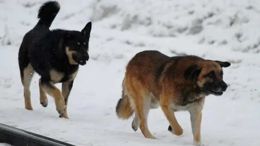 из открытых источников