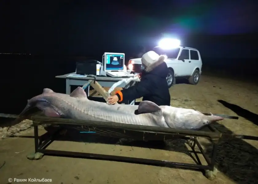 Гигантскую белугу поймали в Атырауской области. Видео