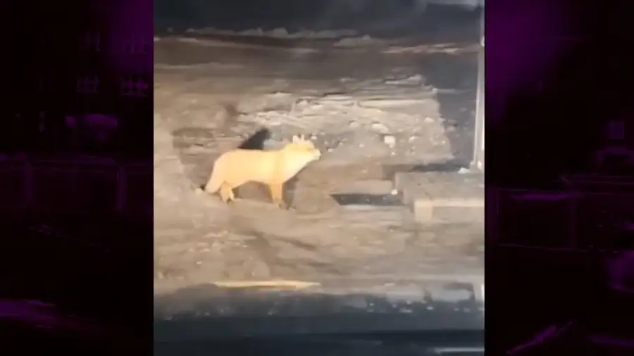 кадр из видео