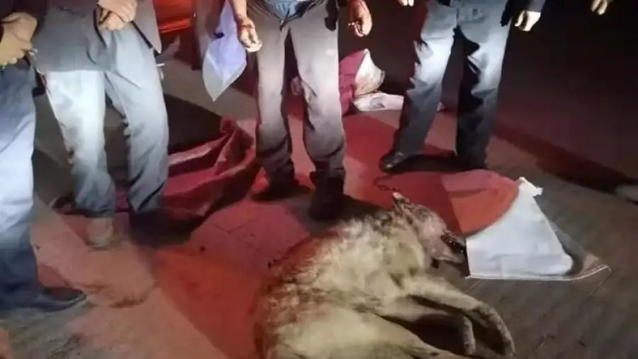 убитый волк