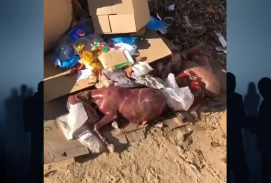 Мертвых жеребят обнаружили на мусорке в Актау