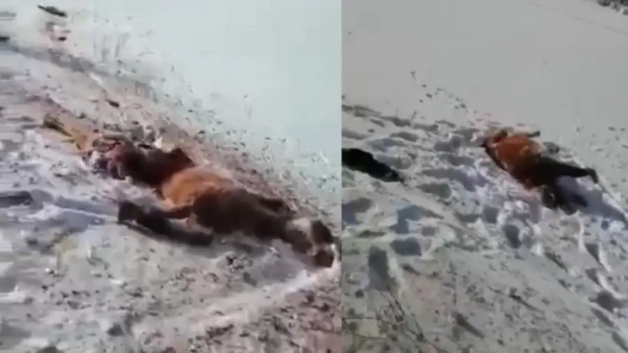 кадр из видео