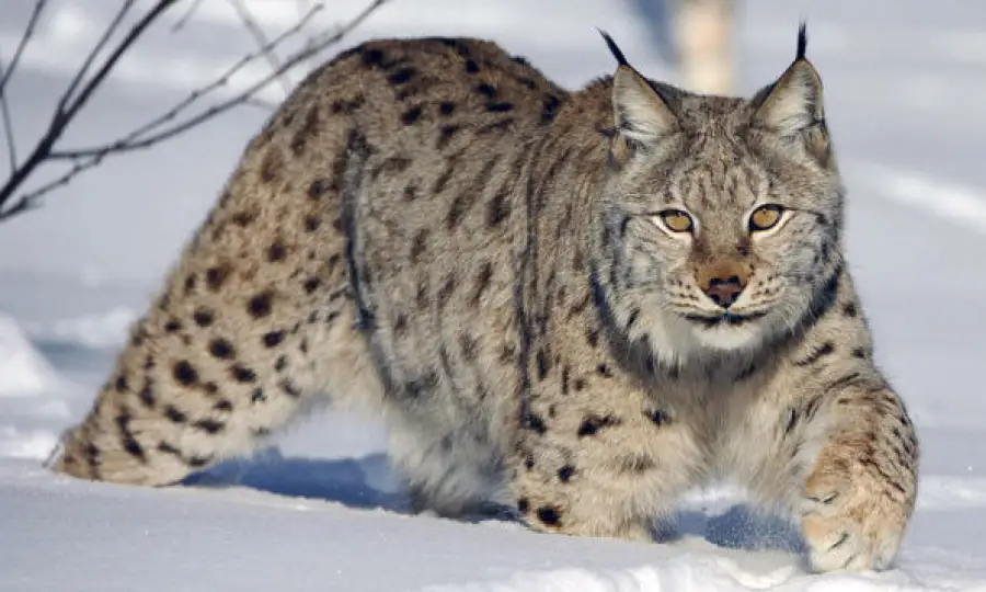 из открытых источников