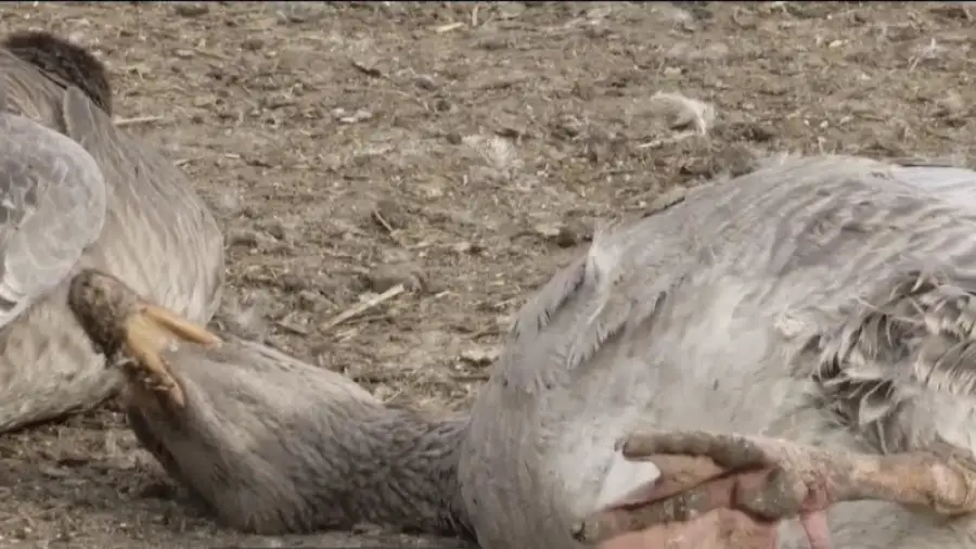 кадр из видео