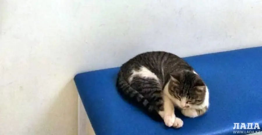 Кот в роддоме Актау