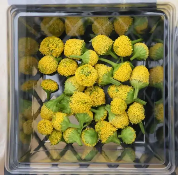 Съедобные электрические цветы выращивают в Турции