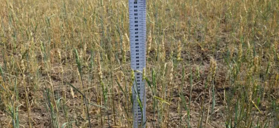 иллюстративное фото