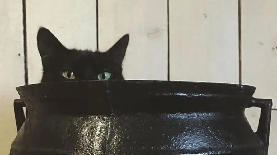 иллюстративное фото